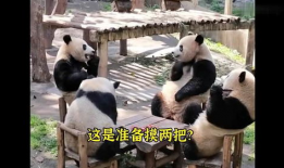 关于熊猫的视频